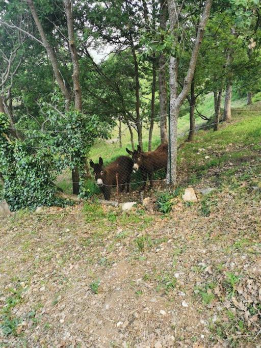 Appartement 2 Ou 4 Personnes. Venaco เวนาโก ภายนอก รูปภาพ
